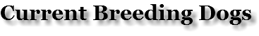 Current Breeding Dogs