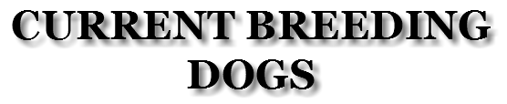 Current Breeding Dogs
