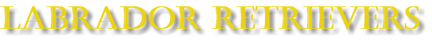 Labrador Retrievers